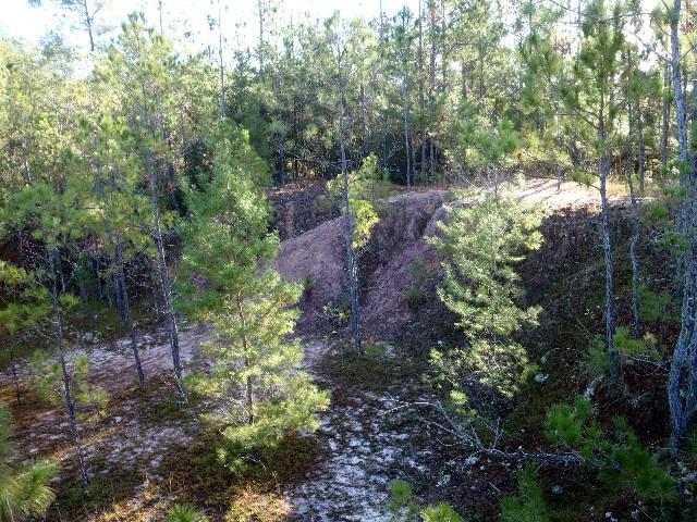A natural landscape featuring a mix of pine trees and sandy terrain, with a small elevation or mound in the background. The scene is bathed in natural light, showcasing a wooded area with greenery and underbrush. Nayles Trail mountain bike trail.