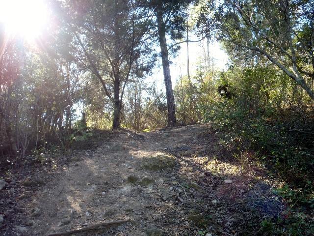 A sunlit trail winding through a wooded area, surrounded by tall trees and shrubs. The path is uneven and slightly inclined, leading up into a lush landscape. Sun rays filter through the foliage, creating a warm, inviting atmosphere. Imba Red mountain bike trail.