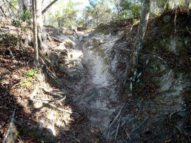 A narrow trail winding through a wooded area, surrounded by roots and rocky terrain. The ground is partly bare and sandy, with patches of dried leaves and shrubs visible on either side. Sunlight filters through the trees, illuminating the path ahead. Imba Red mountain bike trail.