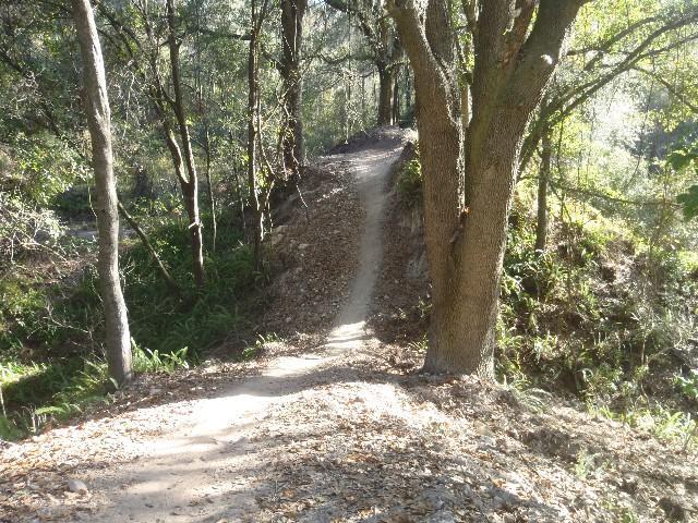 A narrow dirt path winds through a wooded area, bordered by trees and ferns. Sunlight filters through the leaves, casting a warm glow on the pathway, which is lined with fallen leaves. The trail leads into the distance, suggesting a peaceful nature walk or trail hike. Balm Boyette Scrub Preserve mountain bike trail.