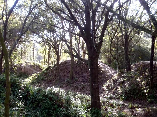 A serene forest scene featuring tall trees with dappled sunlight filtering through the leaves, illuminating earthen mounds and lush greenery on the forest floor. Balm Boyette Scrub Preserve mountain bike trail.