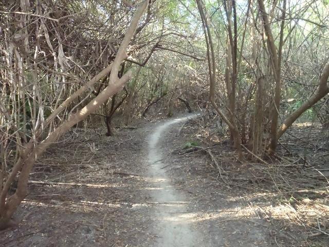 A narrow dirt path winding through a dense thicket of trees and underbrush, with tangled branches overhead and sunlight filtering through the leaves. Caloosahatchee Regional Park mountain bike trail.