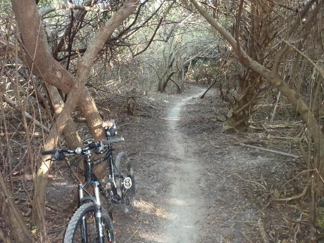 A mountain bike leans against a tree along a narrow, winding dirt path surrounded by dense vegetation and branches, creating a secluded forest atmosphere. Caloosahatchee Regional Park mountain bike trail.