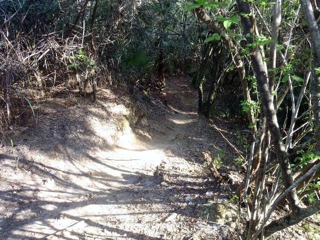 Narrow dirt path winding through dense foliage, with shadows from surrounding trees. Sunlight casts patterns on the ground, creating a serene but slightly untamed atmosphere. Caloosahatchee Regional Park mountain bike trail.