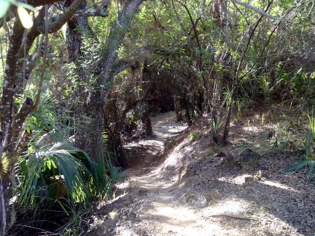 A winding dirt trail surrounded by dense greenery and trees, leading through a shaded woodland area. The path is narrow and slightly uneven, with natural earthy tones and sunlight filtering through the leaves. Caloosahatchee Regional Park mountain bike trail.