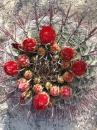 A top-down view of a cluster of vibrant red and yellow cacti flowers, surrounded by long, sharp spines. The background features a textured, sandy surface. Peckerwood Flats mountain bike trail.