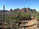 Desert landscape featuring tall cacti and rocky mountains under a clear blue sky, with a dirt trail winding through the foreground. Robles Pass mountain bike trail.