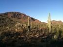 A desert landscape featuring tall cacti in the foreground, with rugged mountains in the background under a clear blue sky. The terrain is rocky and sparse, typical of a arid desert environment. Robles Pass mountain bike trail.
