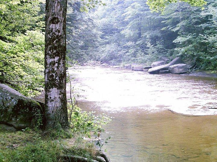 A serene view of a river flowing through a lush, green forest, featuring a tree on the left side and large rocks near the water's edge. The scene is bright and tranquil, capturing the essence of nature. Gauley Headwaters mountain bike trail.