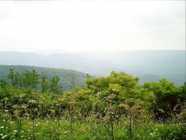 A serene landscape featuring rolling green hills under a cloudy sky, with lush foliage in the foreground and misty mountains fading into the distance. Wildflowers and tall grasses add texture to the scene. Gauley Headwaters mountain bike trail.