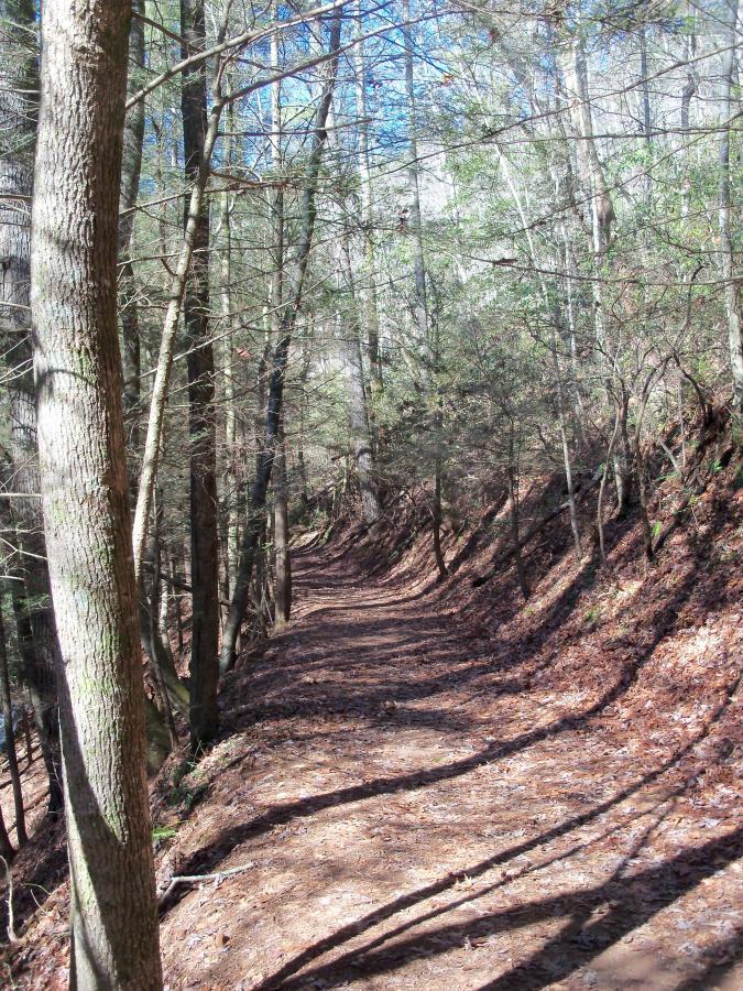 A winding dirt path through a forest, lined with tall trees on either side. The ground is covered in fallen leaves and twigs, while sunlight filters through the branches, casting shadows on the trail. The sky is clear and bright blue in the background. The Bee Trail mountain bike trail.