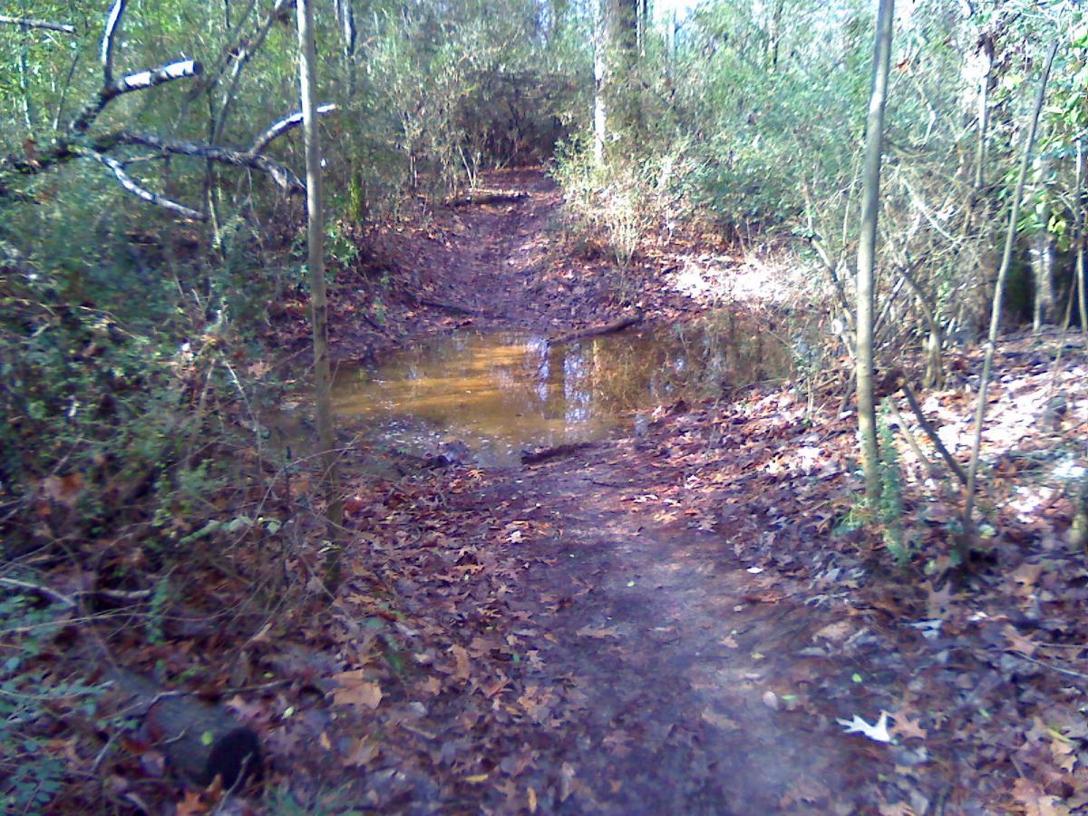 A winding dirt path through a forest, with fallen leaves scattered along the ground. A small puddle of water is visible on the trail, surrounded by greenery and trees that create a natural, tranquil setting. Wolf River Trail mountain bike trail.