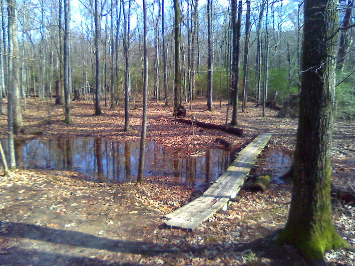 A peaceful woodland scene featuring a small pond surrounded by trees, with fallen leaves scattered on the ground. A wooden footbridge crosses over the water, leading into the tranquil forest atmosphere. The sky is clear, suggesting a sunny day. Wolf River Trail mountain bike trail.