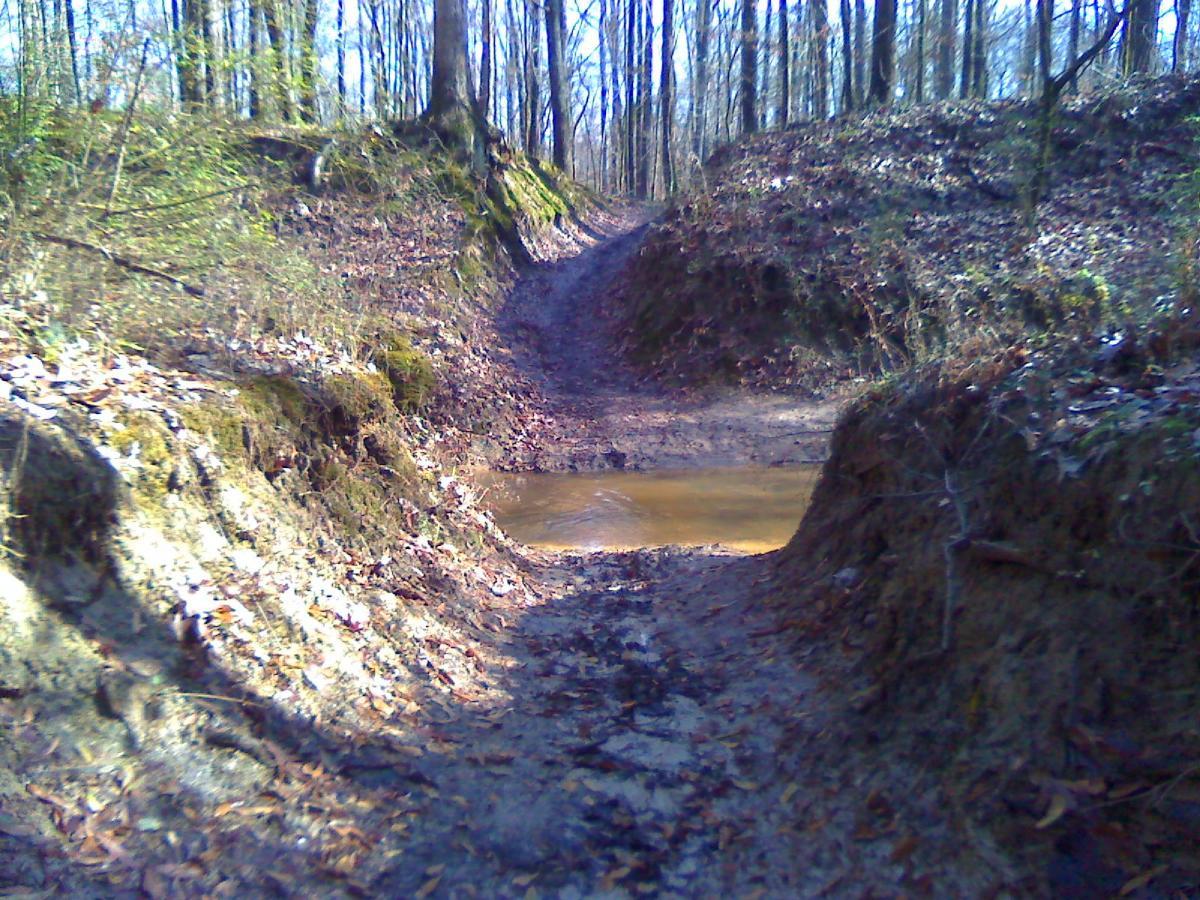 A dirt path in a forest, flanked by steep, earthy banks and surrounded by trees. A small puddle of water is visible in the center of the path, with fallen leaves scattered on the ground. The scene is illuminated by soft, natural lighting, suggesting a serene, wooded environment. Wolf River Trail mountain bike trail.