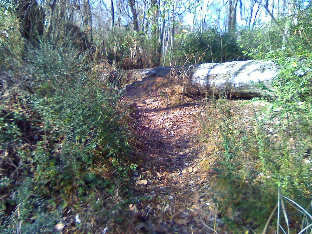 A narrow dirt trail winding through a forest, featuring fallen leaves and greenery on either side. A large tree trunk lies across the path, partially obscured by underbrush and small plants, with sunlight filtering through the trees above. Wolf River Trail mountain bike trail.