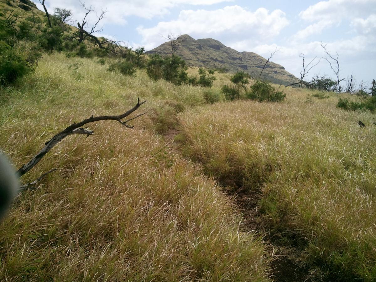 A grassy landscape with a winding dirt path leading towards a distant mountain. Sparse trees and dead branches are scattered throughout, under a partly cloudy sky. The scene captures the natural beauty and rugged terrain of the area. Lizard Trail mountain bike trail.