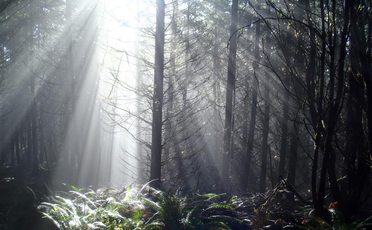 Sunlight streams through a dense forest, creating a serene atmosphere with soft rays illuminating the misty air and casting gentle shadows among the trees. Ferns and underbrush line the foreground, enhancing the lush, tranquil setting. Stub Steward State Park mountain bike trail.