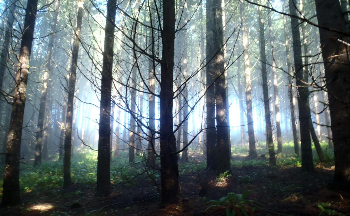 A dense forest scene with tall, slender trees surrounded by soft fog and dappled light filtering through the branches. The ground is covered in ferns and fallen leaves, creating a tranquil atmosphere. Stub Steward State Park mountain bike trail.