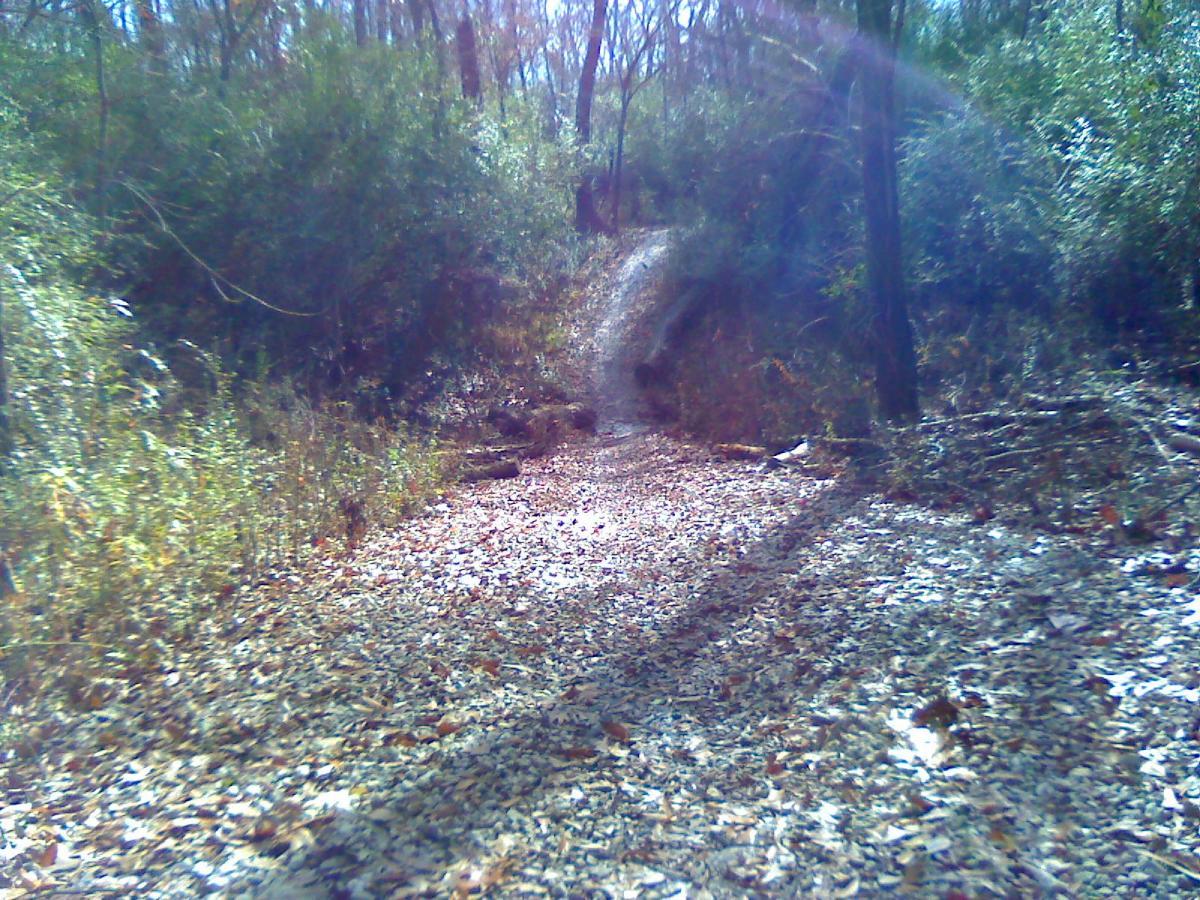 A sunlit pathway in a wooded area, covered with fallen leaves, surrounded by lush green foliage and tall trees. The ground is dry with some scattered rocks, leading into a shaded section of the forest. Wolf River Trail mountain bike trail.