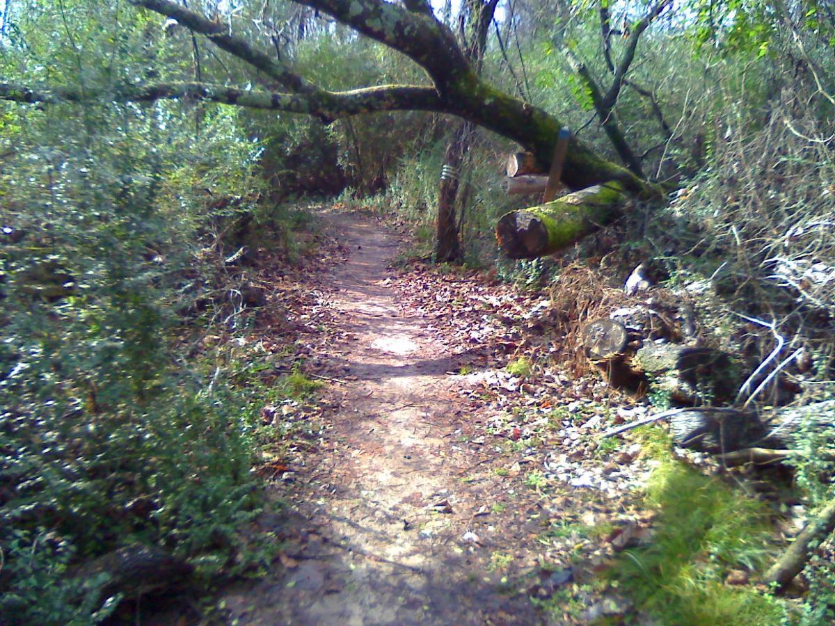 A narrow dirt path winding through a lush green forest, lined with shrubs and scattered fallen leaves. A large tree branch extends over the path, and there are cut tree stumps along the sides, creating a natural, rustic atmosphere. Wolf River Trail mountain bike trail.