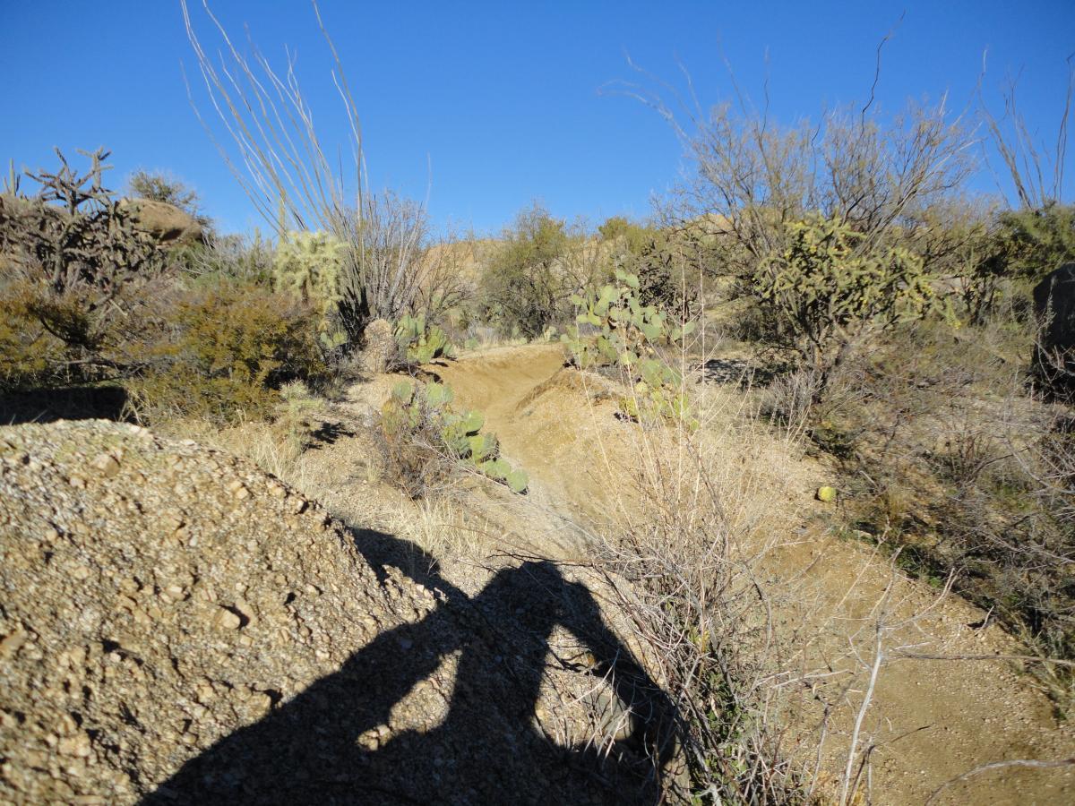 A winding dirt path surrounded by desert vegetation, including cacti and shrubs, under a clear blue sky. In the foreground, there is a rocky surface and shadows present on the ground. 50-year Trail / Golder Ranch mountain bike trail.
