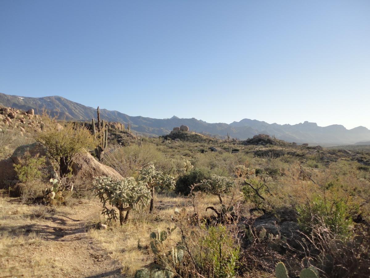 A scenic view of a desert landscape featuring rugged mountains in the background, dotted with various cacti and shrubs. A winding dirt path leads through the foreground, surrounded by dry vegetation under a clear blue sky. 50-year Trail / Golder Ranch mountain bike trail.