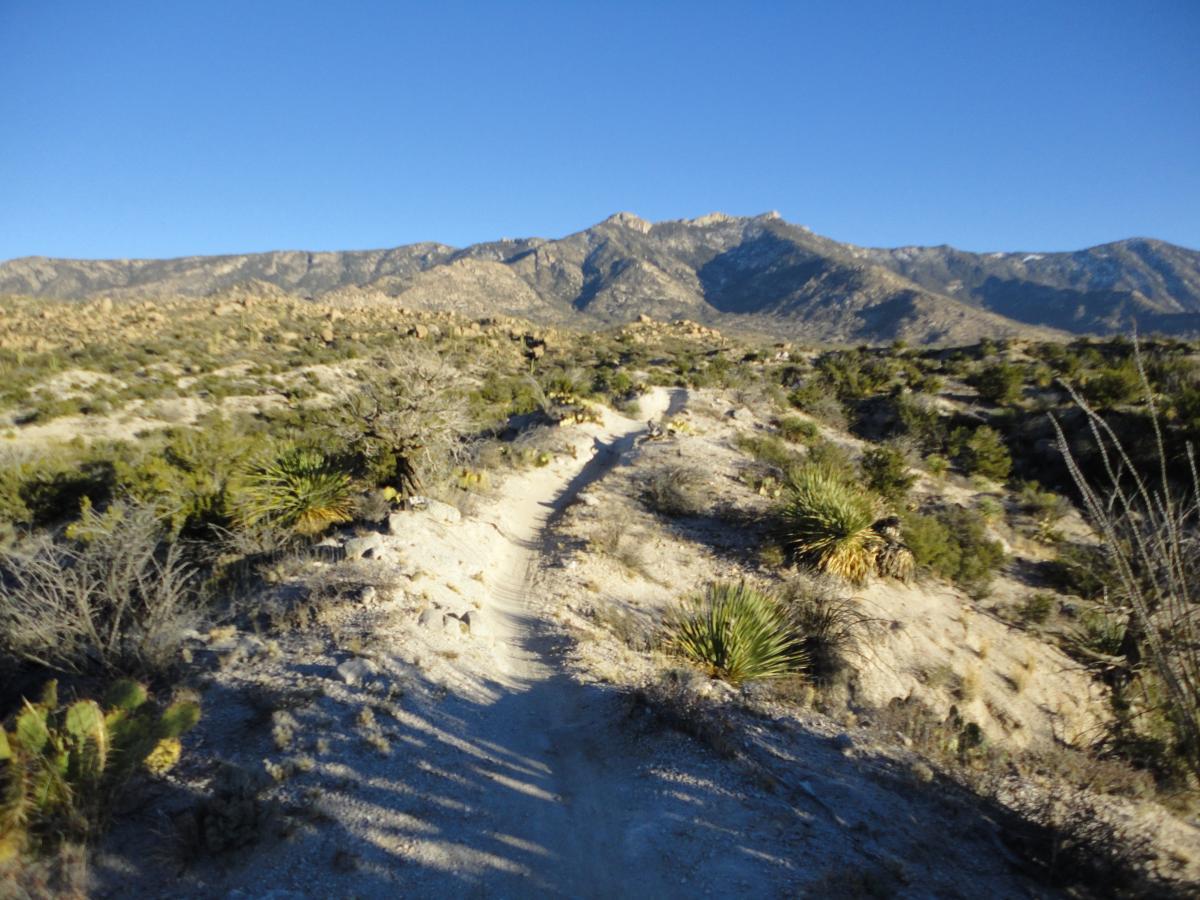 A dirt trail winding through a desert landscape with various shrubs and cacti, set against a backdrop of rugged mountains under a clear blue sky. 50-year Trail / Golder Ranch mountain bike trail.