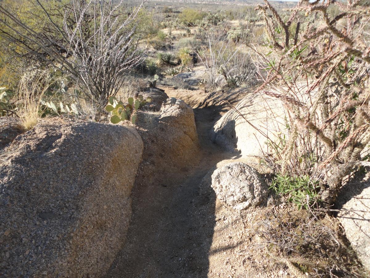 A narrow dirt path winding between rocky outcrops and desert vegetation, including cacti and shrubs, set against a backdrop of rolling hills and blue sky. The terrain is arid, showcasing the natural beauty of a desert landscape. 50-year Trail / Golder Ranch mountain bike trail.