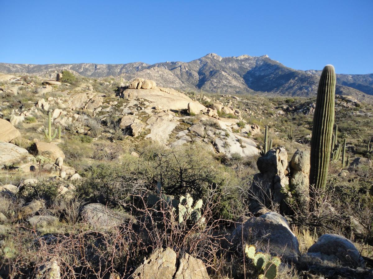 A desert landscape featuring rocky terrain, scattered large boulders, and tall saguaro cacti under a clear blue sky. Mountains rise in the background, creating a rugged horizon. The scene captures the natural beauty and diverse vegetation of a arid environment. 50-year Trail / Golder Ranch mountain bike trail.