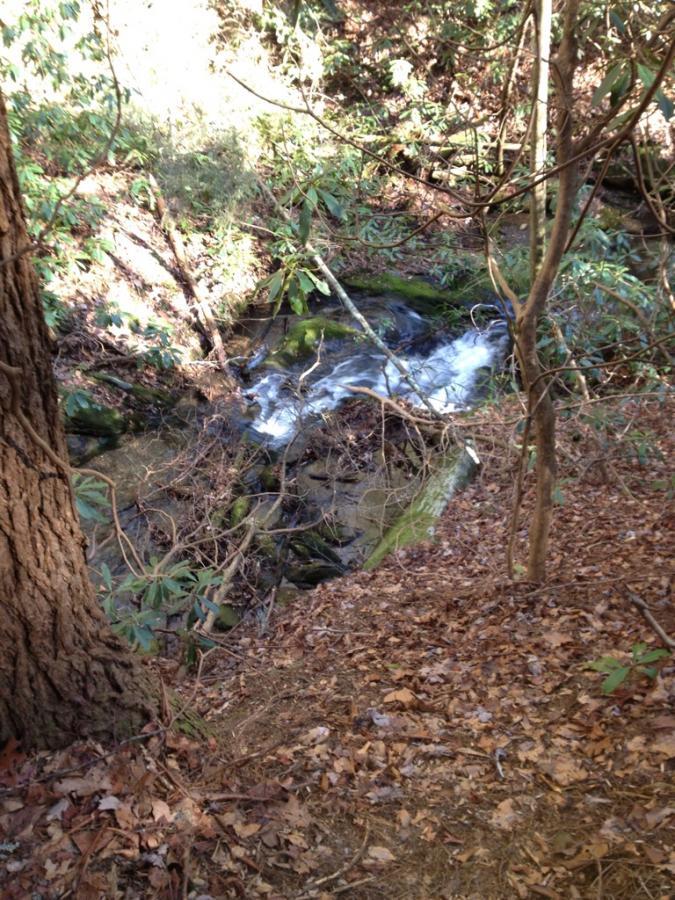 A narrow stream flows through a wooded area, surrounded by greenery and fallen leaves. Sunlight filters through the trees, illuminating the water and rocky bed. The view captures the natural beauty of a forest setting. Bear Creek mountain bike trail.