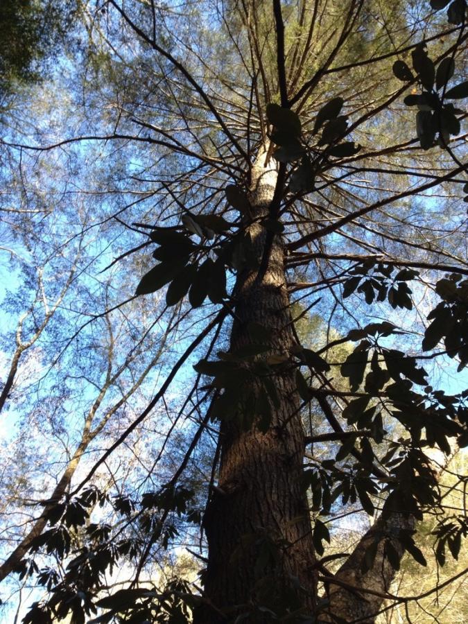 A view of a tall tree from below, showcasing its trunk and branches extending outward against a bright blue sky. The tree features green leaves and surrounding trees with sparse foliage in the background. Bear Creek mountain bike trail.