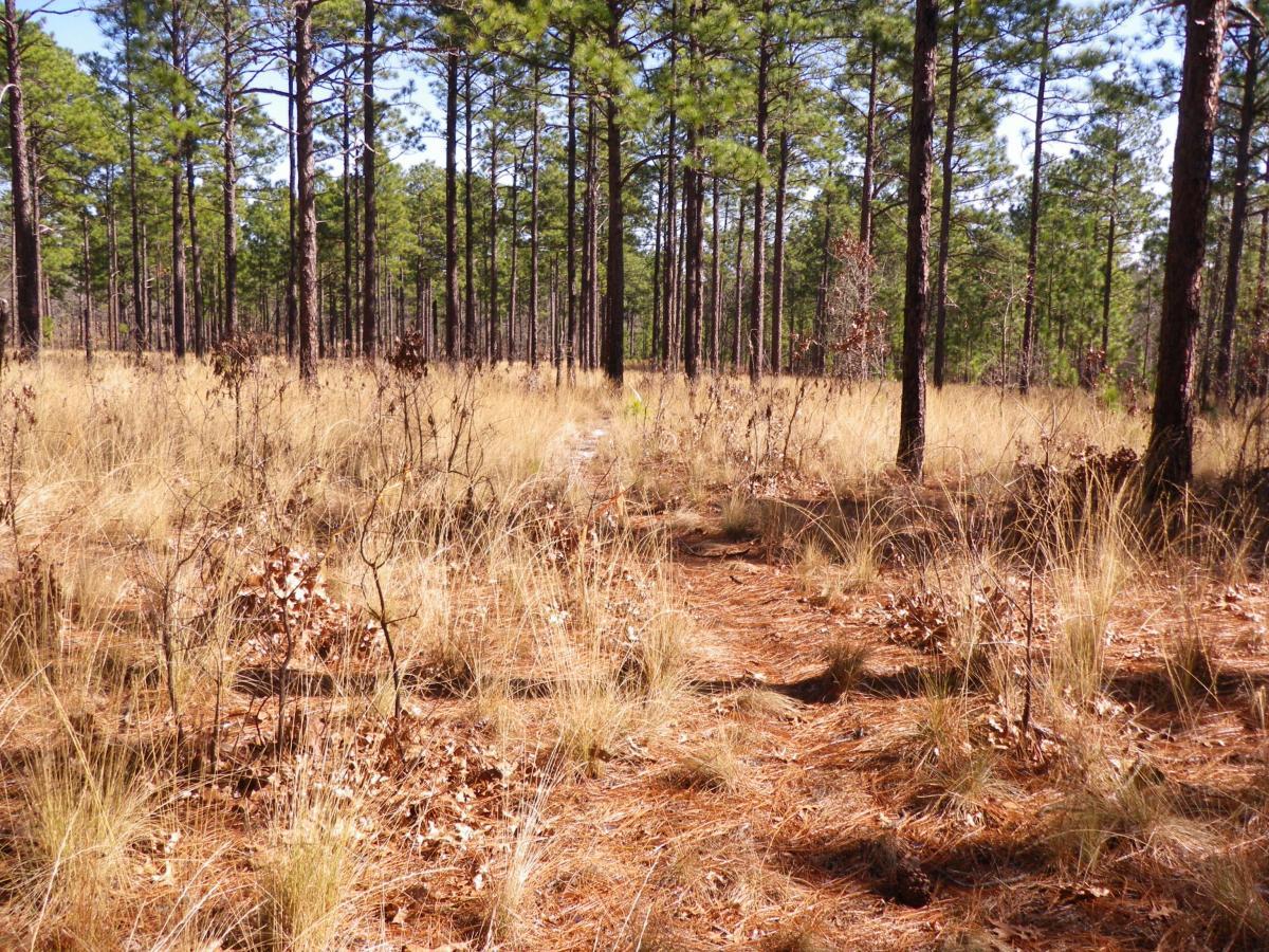 A forest scene featuring tall pine trees surrounded by dry grass and sparse vegetation. The ground is covered with a mix of fallen leaves and pine needles, creating a natural pathway leading into the woods. The area is well-lit, suggesting a clear, sunny day. All American Trail mountain bike trail.