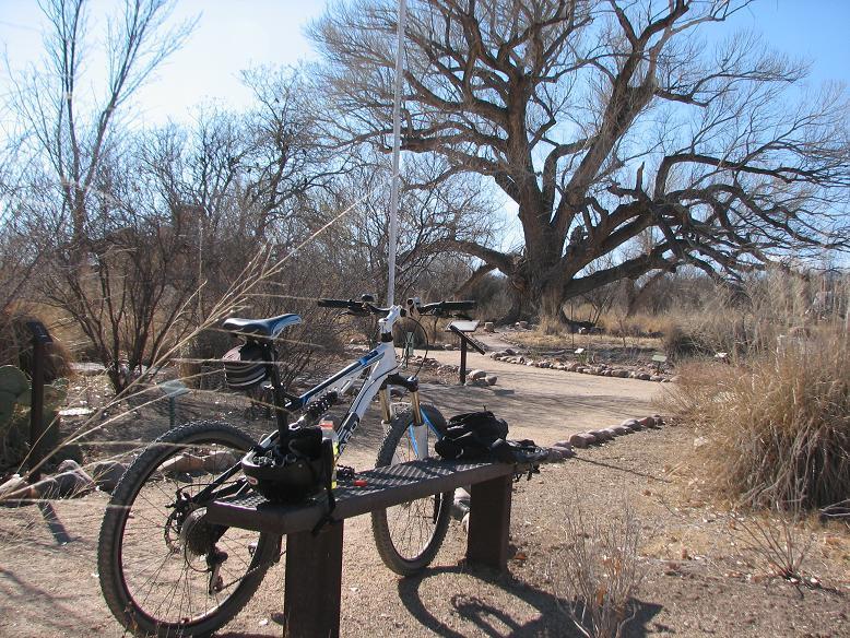 A mountain bike resting on a bench in a natural setting, with a large, leafless tree in the background. The scene features dried grasses and shrubs, alongside a pathway made of rocks, suggesting a tranquil outdoor space ideal for biking or leisurely walks. San Pedro Riparian National Conservation Area mountain bike trail.