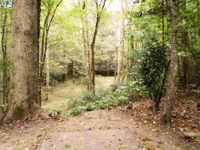 A serene view of a forest clearing, framed by tall trees with lush green leaves. The ground is covered in fallen leaves, and the sunlight filters through the branches, illuminating the area. The scene conveys a peaceful, natural atmosphere. Arnette Park mountain bike trail.