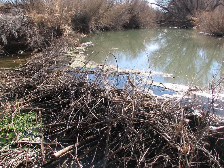 A small, stagnant body of water surrounded by tangled branches and vegetation, with green algae visible on the surface. The scene indicates an unkempt natural area, featuring bare trees in the background and a murky water shade reflecting the surroundings. Beaver Dam mountain bike trail.
