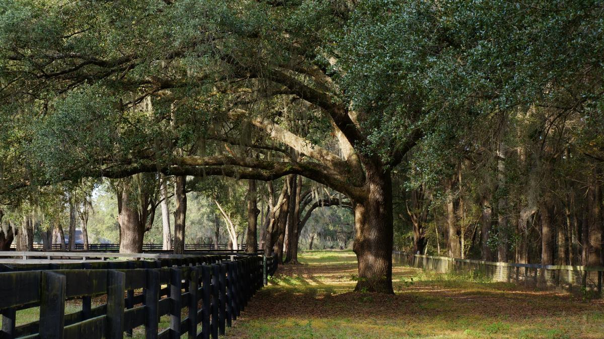 A peaceful landscape featuring large oak trees draped with moss, lining a dirt path next to a black wooden fence. Sunlight filters through the leaves, casting gentle shadows on the ground in a serene, natural setting. Santos mountain bike trail.