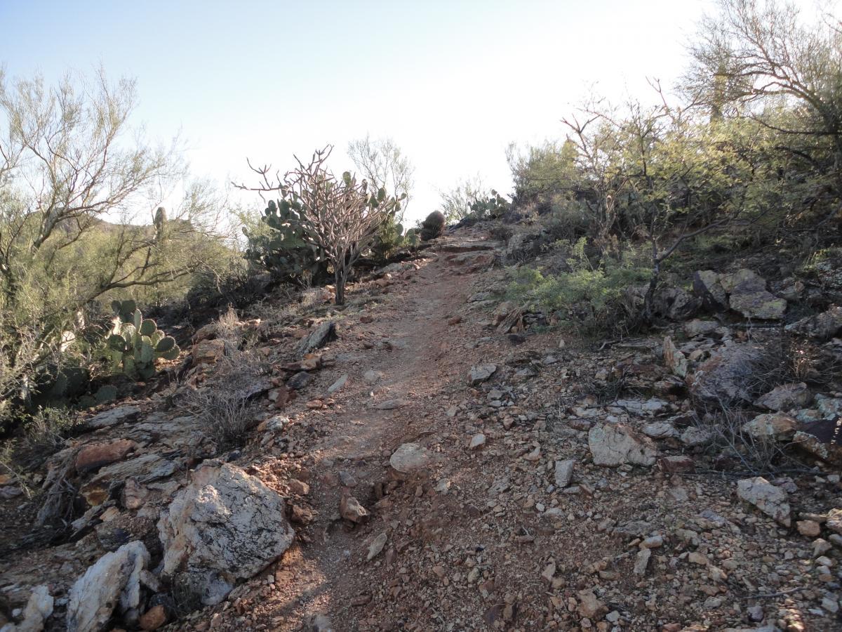 A rocky trail winding uphill through a desert landscape, surrounded by various shrubs and cactus plants under a clear blue sky. The path is lined with stones and loose gravel, indicating a natural hiking route. Robles Pass mountain bike trail.