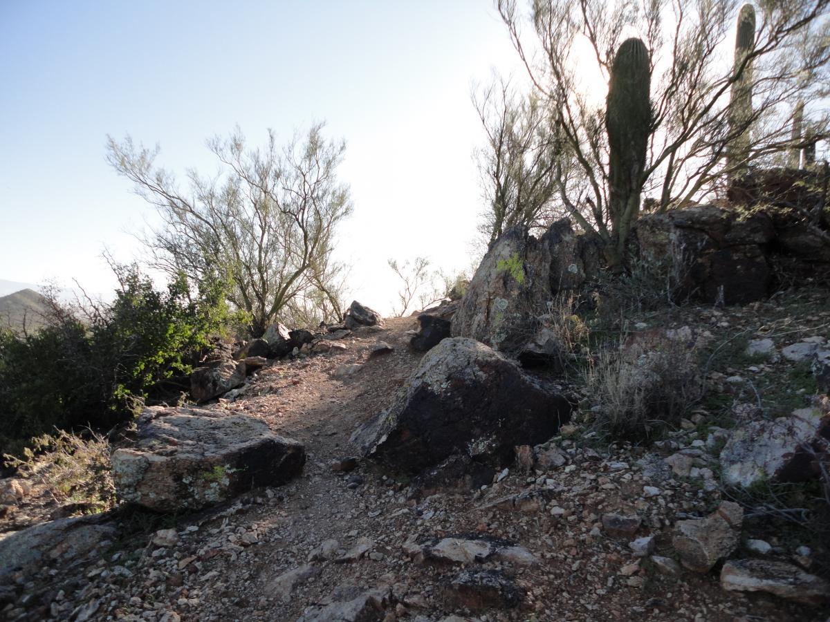 A rocky trail winding through a desert landscape, surrounded by sparse vegetation and cacti, with a bright sky in the background. Robles Pass mountain bike trail.