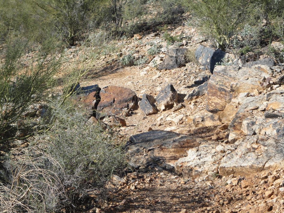 A rugged desert landscape featuring various sizes of rocks and stones intertwined with low shrubs and sparse vegetation. The ground is uneven, showing a mix of soil and gravel, indicative of a natural outdoor setting. Robles Pass mountain bike trail.