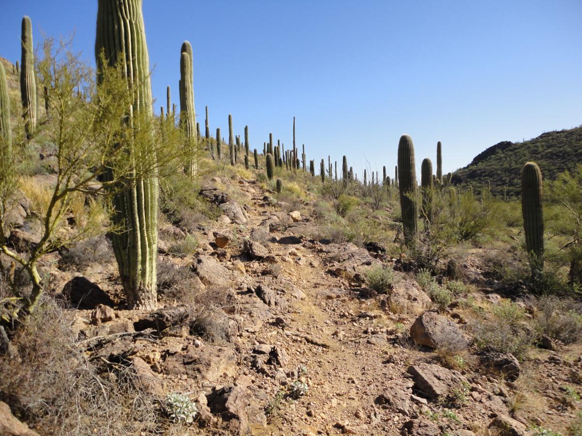 A scenic view of a desert hiking trail surrounded by towering saguaro cacti and rocky terrain under a clear blue sky. The path winds through the landscape, showcasing the natural beauty of the arid environment. Robles Pass mountain bike trail.