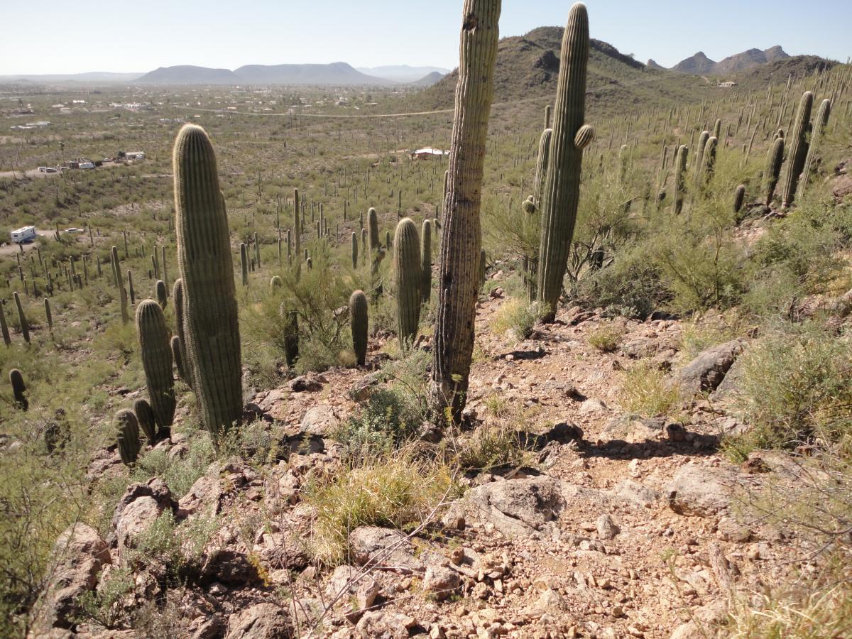 A scenic view of a desert landscape featuring tall cacti, rocky terrain, and distant mountains under a clear blue sky. The foreground shows a few large cacti, while the background reveals a sprawling valley filled with more cacti and vegetation. Robles Pass mountain bike trail.