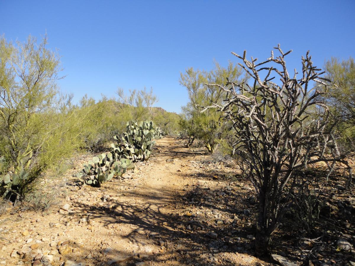 A dry desert trail surrounded by various desert plants, including cacti and shrubs, under a clear blue sky. The rocky path winds through the arid landscape, highlighting the sparse vegetation typical of the region. Robles Pass mountain bike trail.