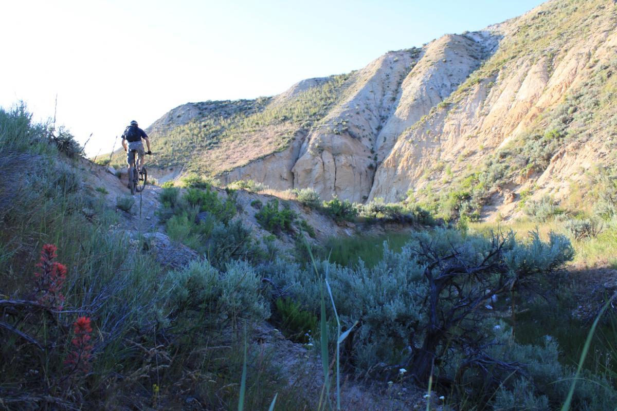 A mountain biker rides up a narrow trail surrounded by hills and sagebrush, with vibrant wildflowers in the foreground and a clear blue sky in the background. Discovery Hill Trails mountain bike trail.
