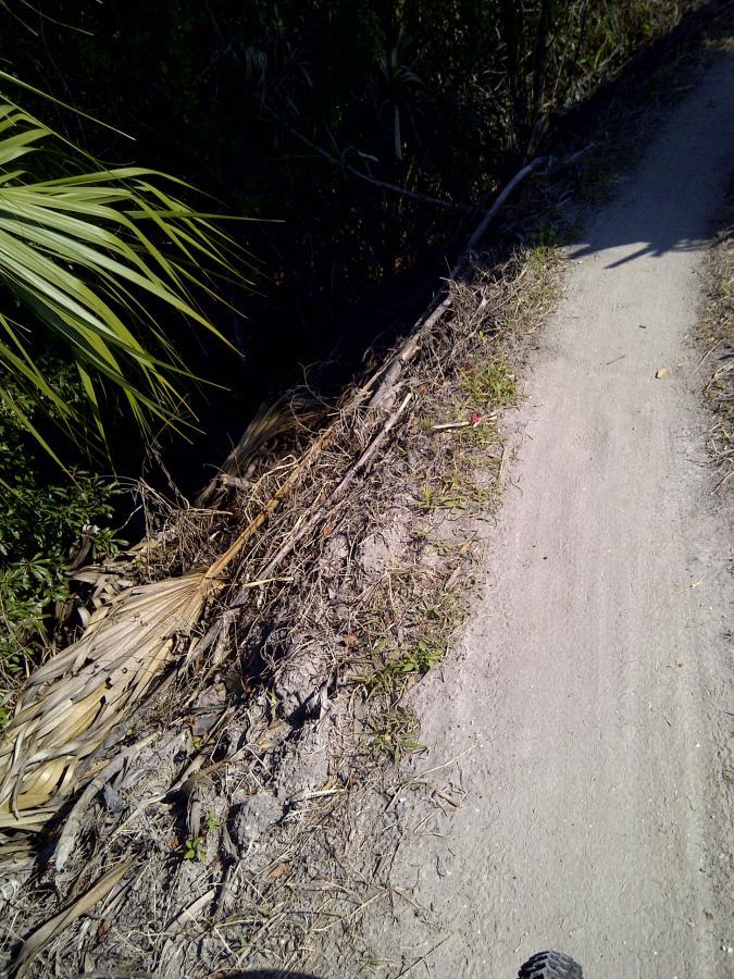 A narrow dirt path bordered by overgrown vegetation, including palm leaves and small plants. The path is situated among dense greenery, suggesting a natural or park-like environment. Sunlight casts shadows on the ground, indicating a clear day. Caloosahatchee Regional Park mountain bike trail.