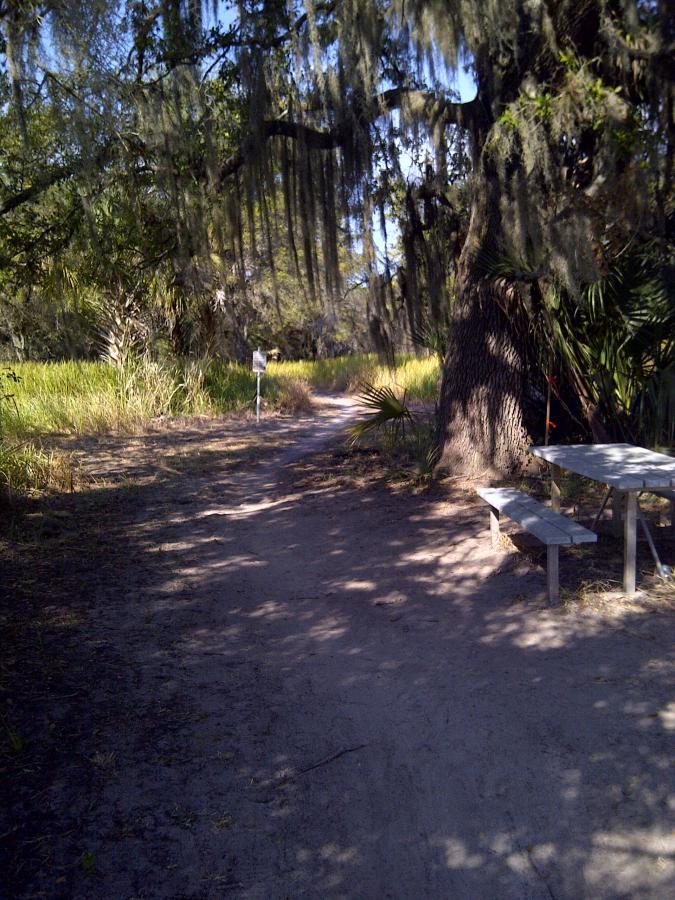 A narrow dirt path winding through a lush, green landscape, shaded by large trees covered in Spanish moss. A wooden picnic table is set to the right, with overgrown grass and plants surrounding the area. Sunlight filters through the leaves, creating a serene, natural setting. Caloosahatchee Regional Park mountain bike trail.