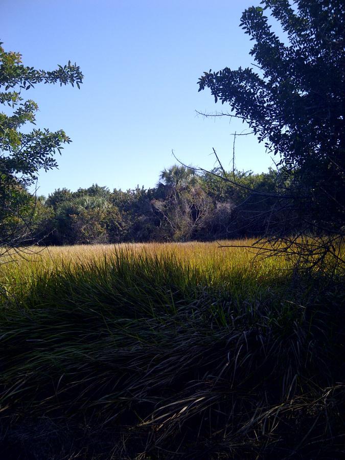 A tranquil view of a grassy field framed by shrubs and trees, with a clear blue sky above and patches of greenery in the background. The scene captures the serenity of a natural landscape. Caloosahatchee Regional Park mountain bike trail.