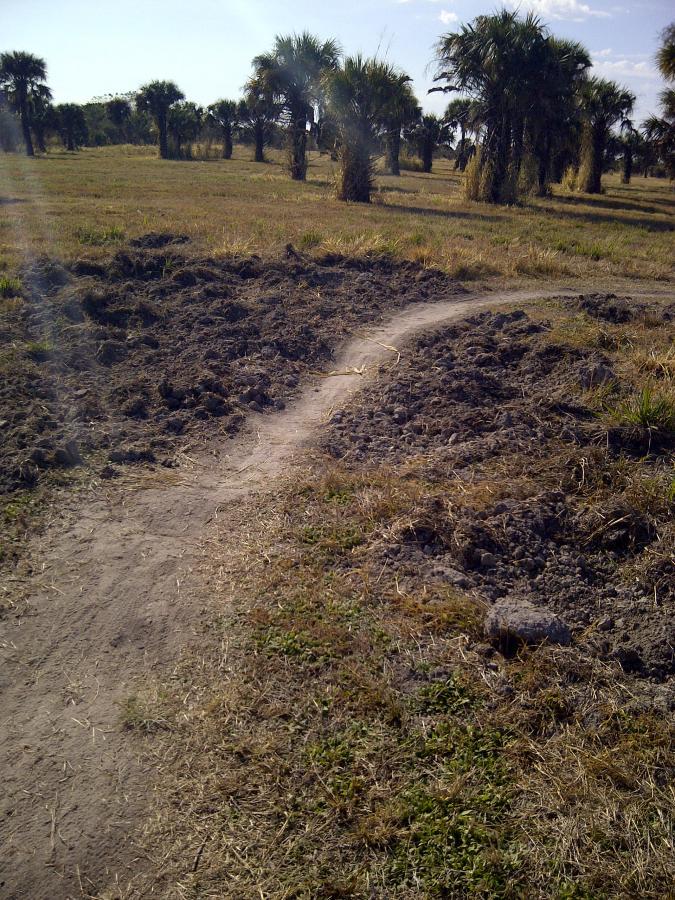 A dirt path winding through a grassy area with scattered palm trees in the background. The path is partially surrounded by disturbed earth, indicating recent activity or construction. The scene is bright and sunny, with clear blue skies. Caloosahatchee Regional Park mountain bike trail.