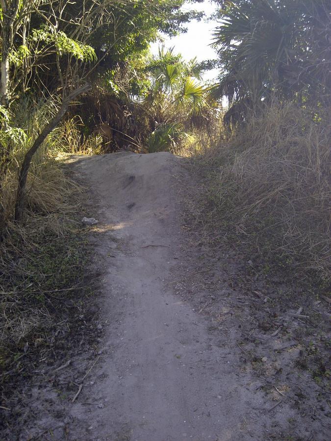 A narrow dirt path leading through a dense, overgrown area with bushes and palm trees on either side. The sun is shining, casting light on the sandy ground, which shows signs of wear from foot traffic. Caloosahatchee Regional Park mountain bike trail.