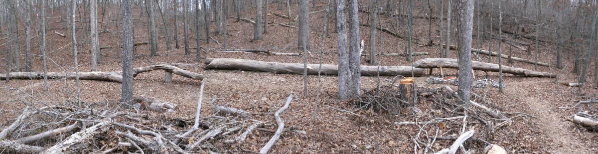 A panoramic view of a wooded area featuring fallen trees and scattered branches on the ground. The landscape is covered in dry leaves, with several tree trunks standing upright in the background. The scene conveys a natural, forested environment in early spring or late fall, highlighting the remnants of woodland debris. Enterprise South mountain bike trail.