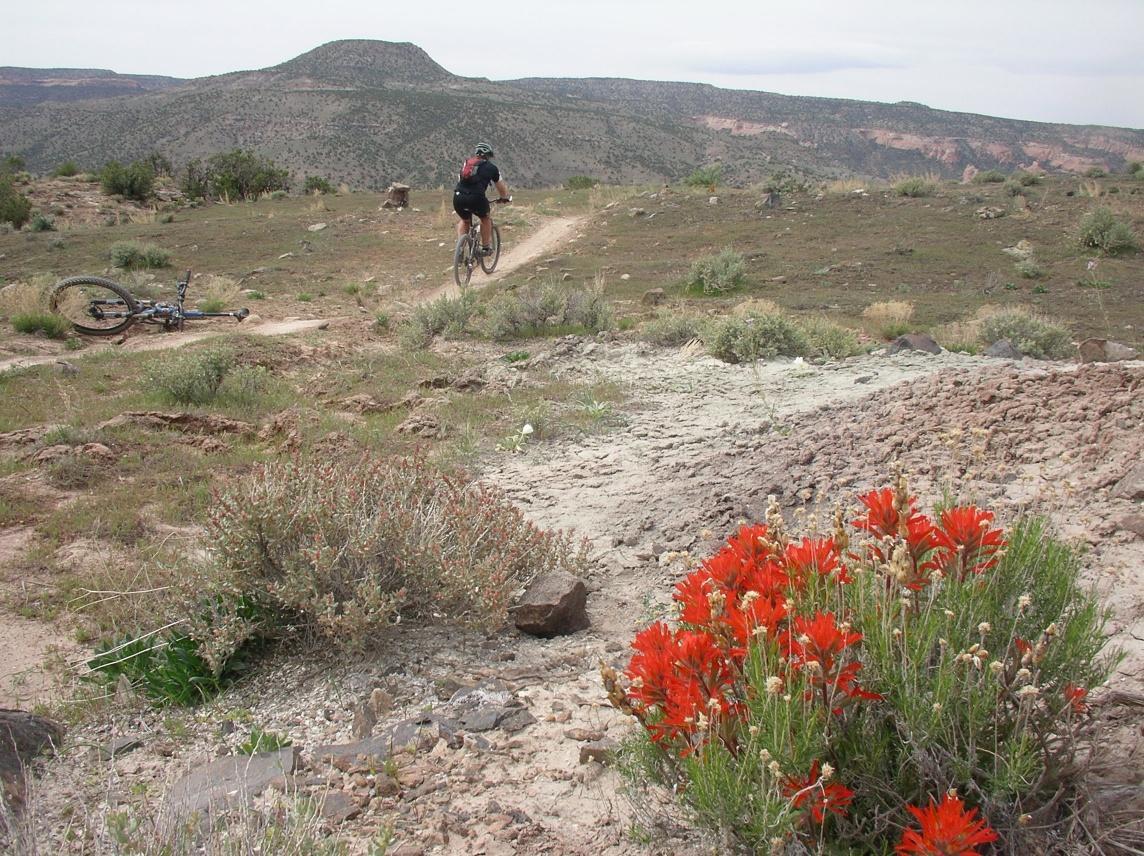 A mountain biker riding on a dirt trail in a rugged landscape, with a vibrant cluster of red wildflowers in the foreground and distant mountains in the background. A fallen bicycle is visible off the trail. The scene captures the beauty of outdoor adventure and natural scenery. Mary's Loop / Horsethief Bench mountain bike trail.